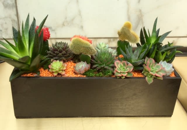 Urban succulents  - Creatively arranged by our designers with decorative stone, cacti, and succulents from our assorted selection, featured in a wood container. 