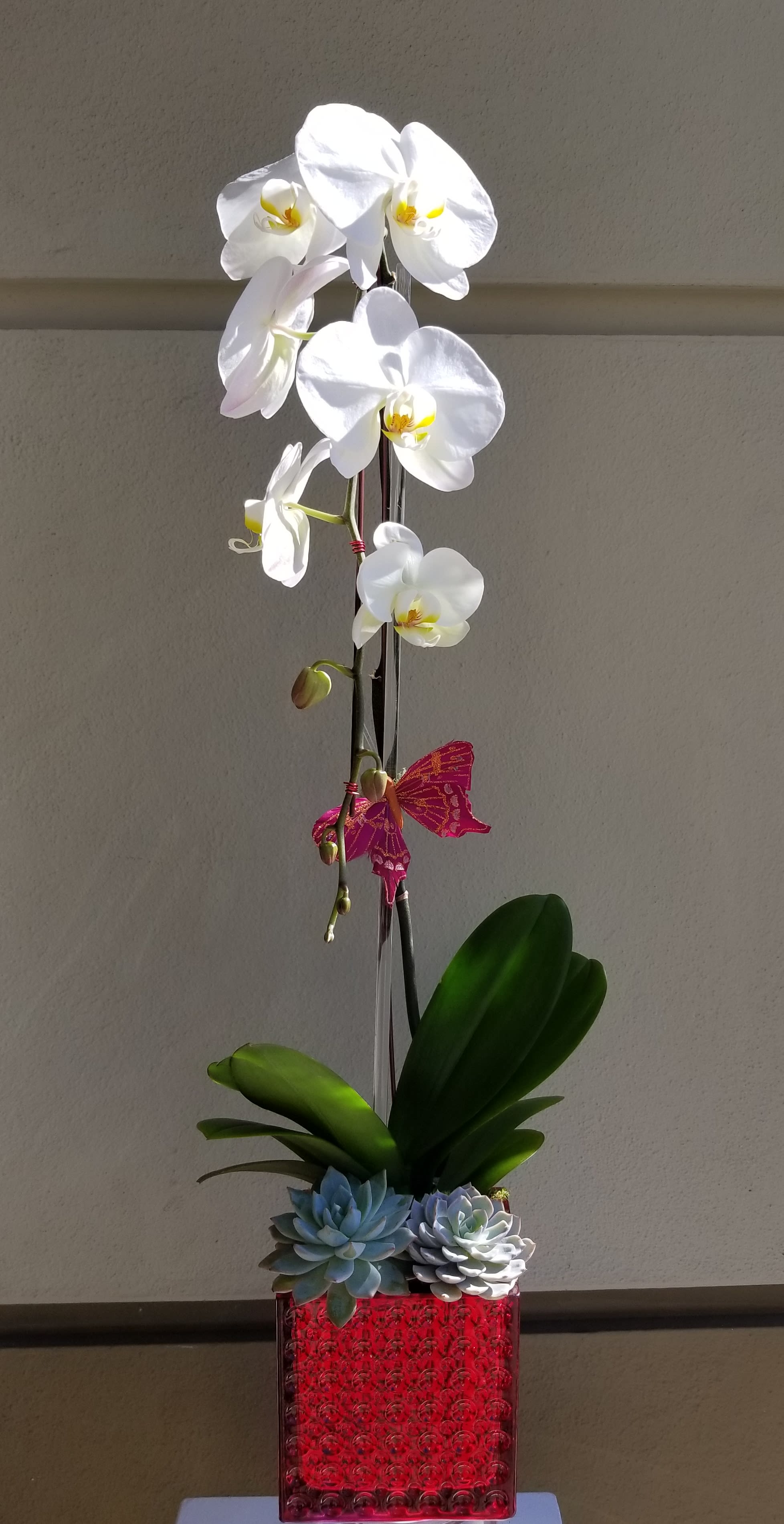 Red Jewel Orchid Plant - White orchid plant in a red dimple square vase.