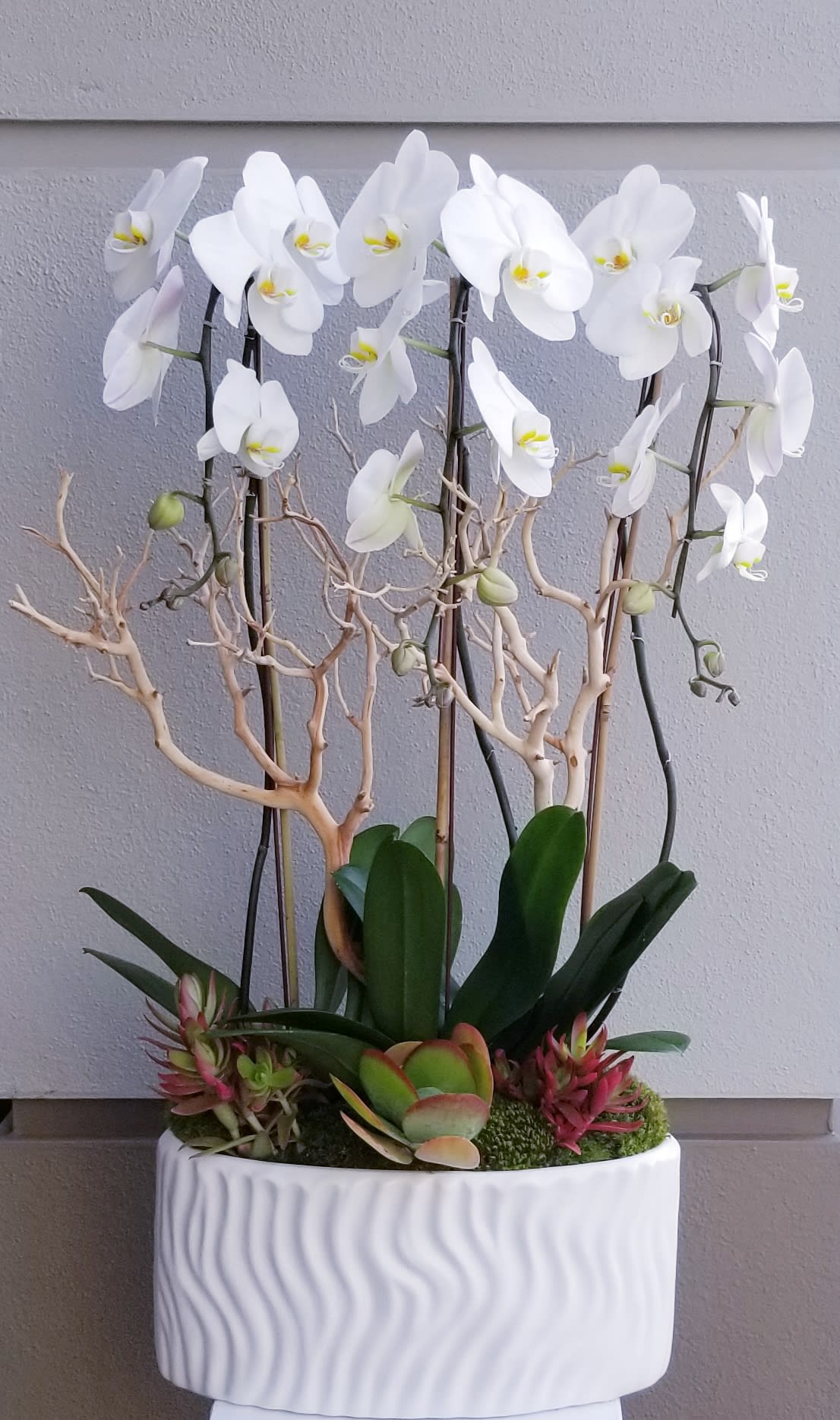 Triple Cascading Orchid - Three white premium cascading phalaenopsis orchid planter accented with a branch and succulents at the bottom designed in an upscale white ceramic container.