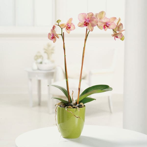 Phalaenopsis Orchid - Symbolizing love, refinement, strength and rare beauty, our Phaelaenopsis orchid arrives accented with river rocks and wired stems.