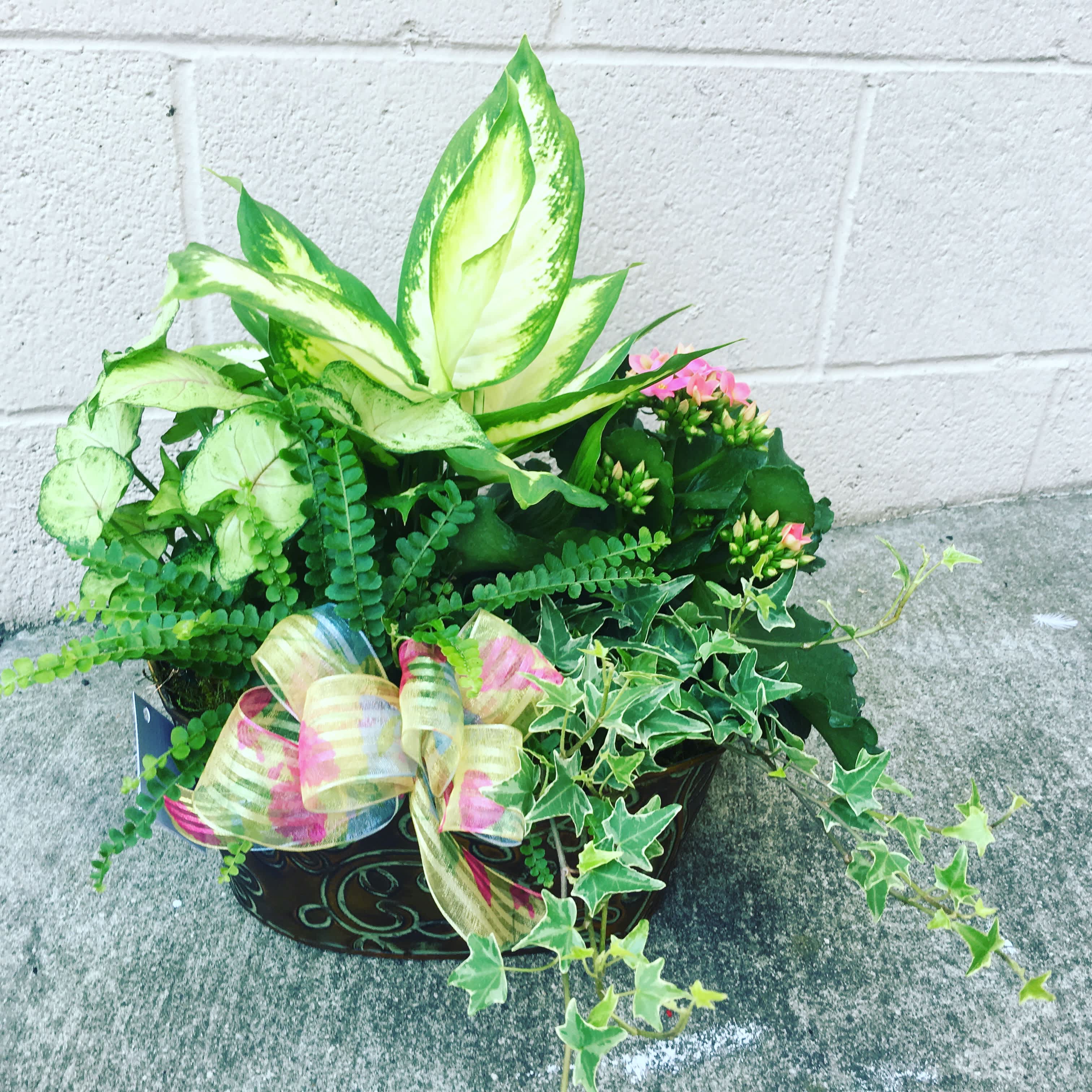 Dream Garden - Beautiful dish gardens are perfect for every occasion! Our Dish gardens come with a mix of beautiful blooming plants and green plants. 