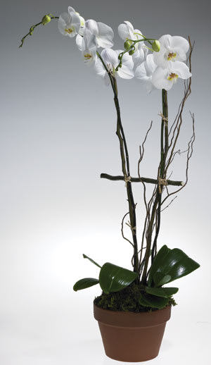 Double Phaleanopsis Orchid - Elegant Phaleanopsis Orchids in your choice od Color: Pink, Purple, Yellow or White.