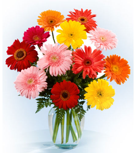 Gerber Daisy Vase Gerber Daisy Vase - The bright colors in this arrangement are sure to catch everyone's attention.