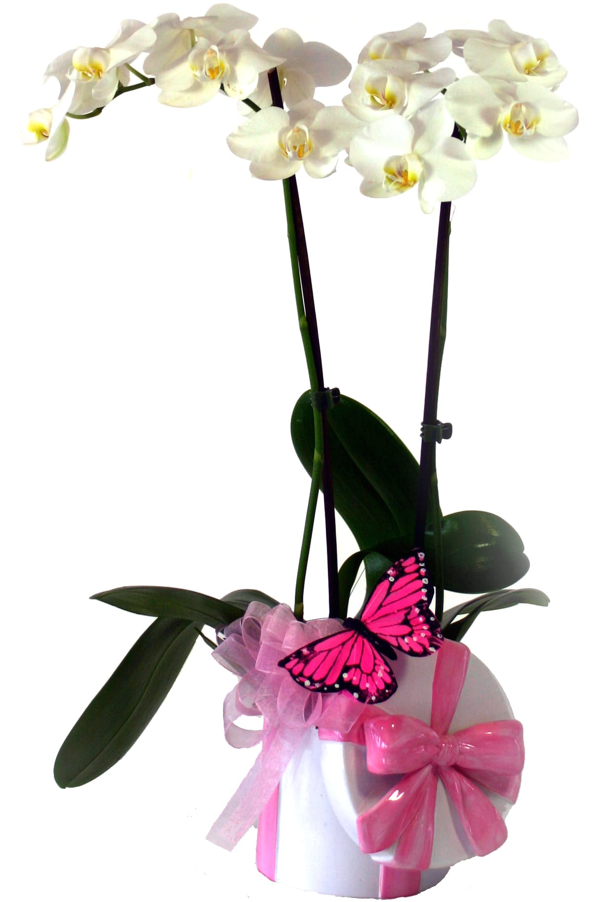 Orchid Orchid - Phalaenopsis orchid plant in a ceramic hat box with molded pink ribbon. Color of the orchid may vary.