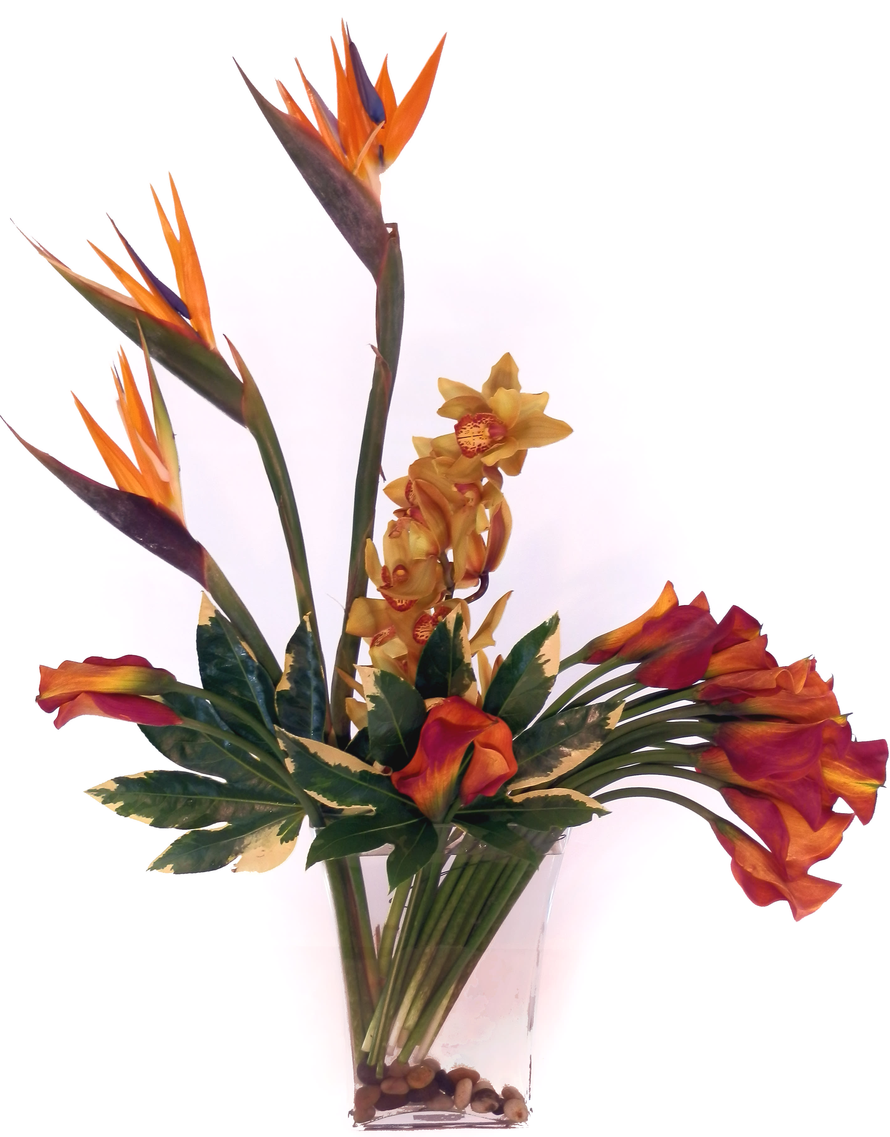 Tropical Leisure Tropical Leisure - Birds of Paradise, orchids, and mango calls displayed artfully in a contemporary vase with river rocks.