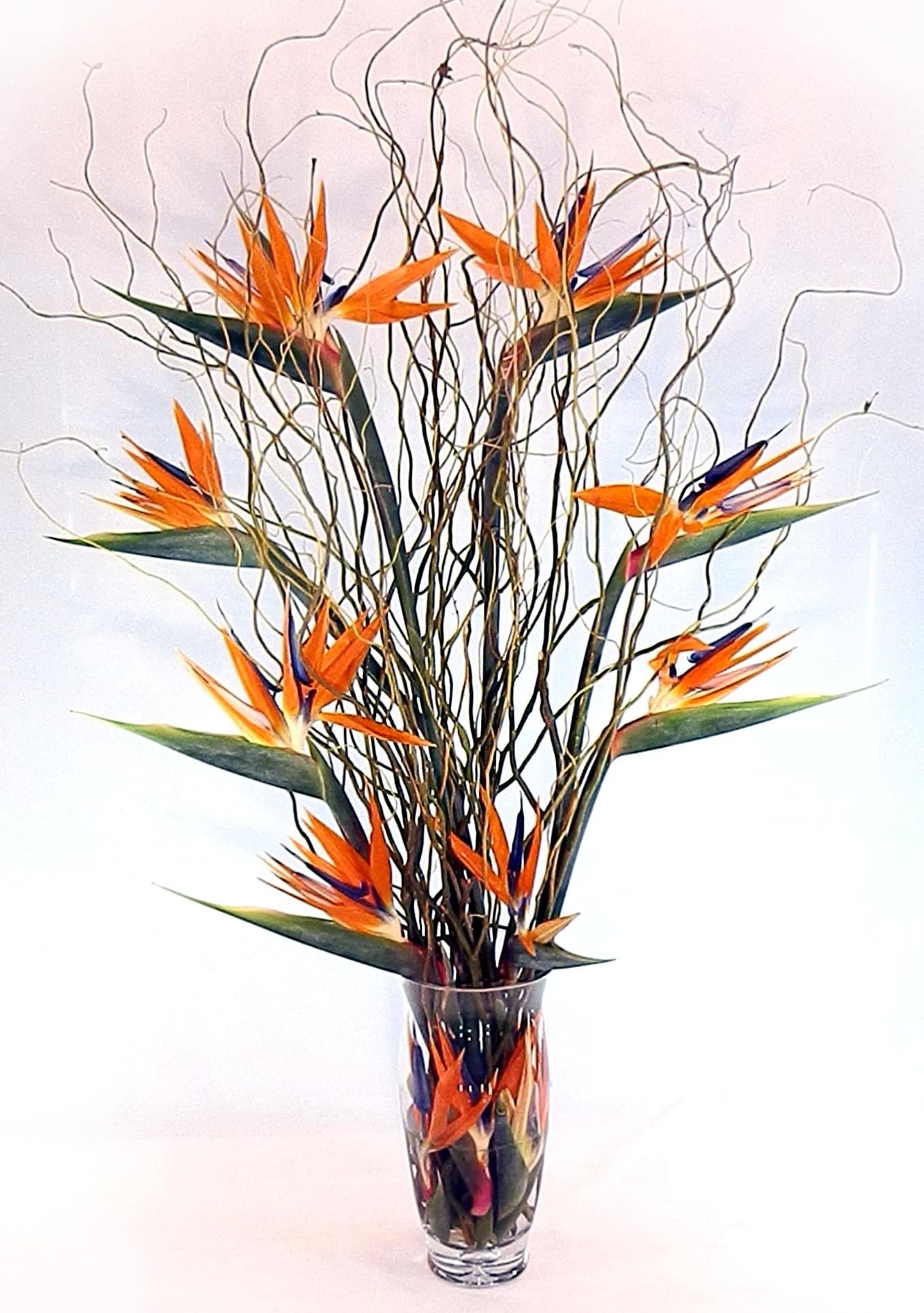 Extravagance Extravagance - Contemporary design of Birds of Paradise and curly willow.