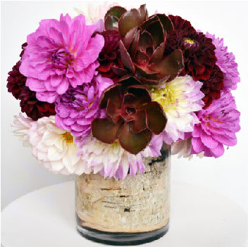 Dhalia Goddess  - A Fresh Spring Arrangement with Beautiful Dhalias and Accents of Whimsical Succulents