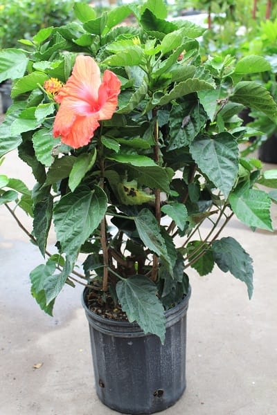 images Hibscus Plant 10 hibiscus plant in basket in hampton falls nh flowers by marianne
