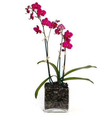 Orchid Plant 2 - Pink orchid plant in a square glass container with black river rock.