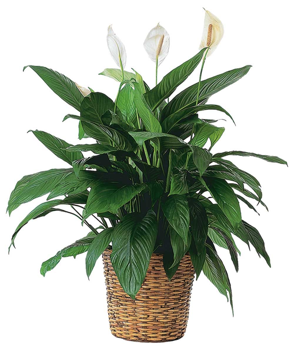 Spathiphyllum (Peace Lily) Large - An elegant choice for a sympathy occasion.