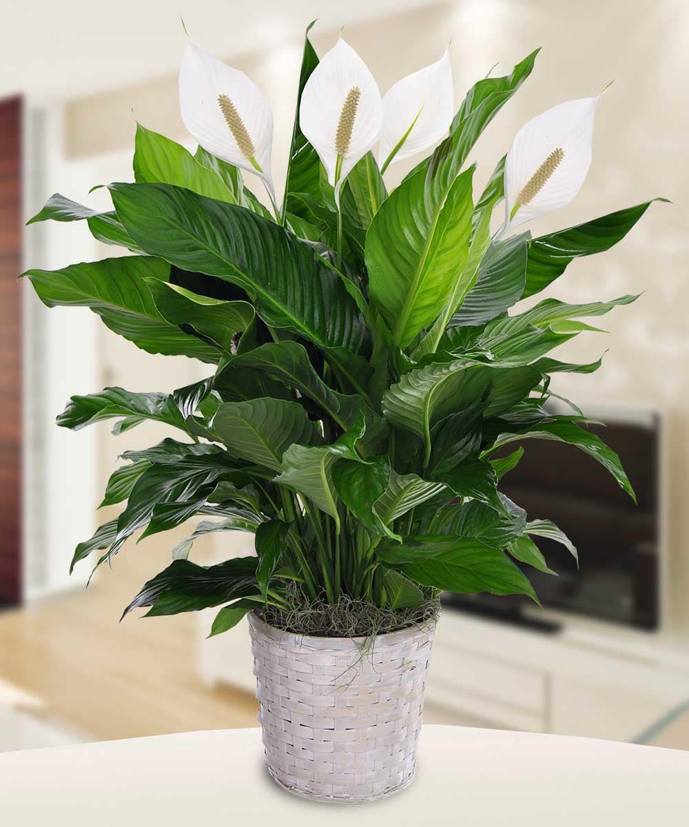 Spathiphyllum - Spathiphyllum plant. 