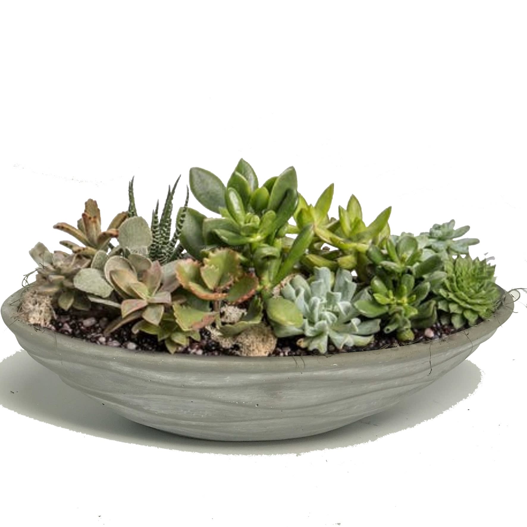 Succulent Garden Succulent Garden - Succulents are the latest craze. Perfect for the young & young at heart, home or office and every occasion. Low, low maintenance.