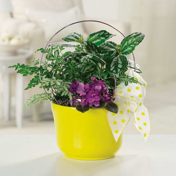 Plant Garden with Violets - Green House plants with African Violet