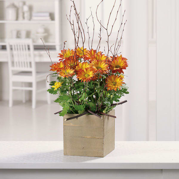 Blooming Daisy Mum Blooming Daisy Mum - Mum in rustic container with added birch branches