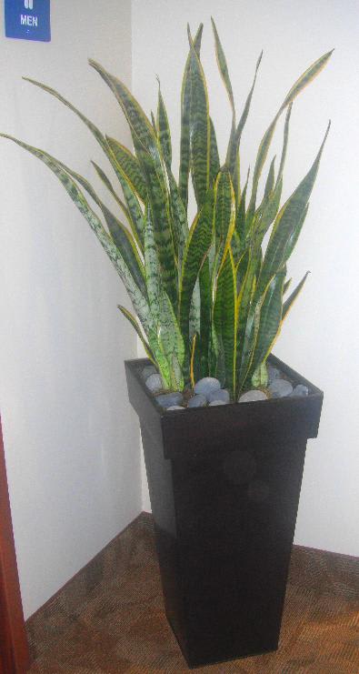 snake plant gift