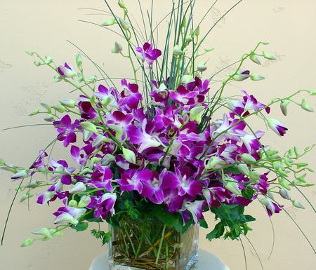 Dendrobium Orchids  - Dendrobium Orchids in a square vase. 