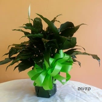 DWF 601 - Peace Lily plant