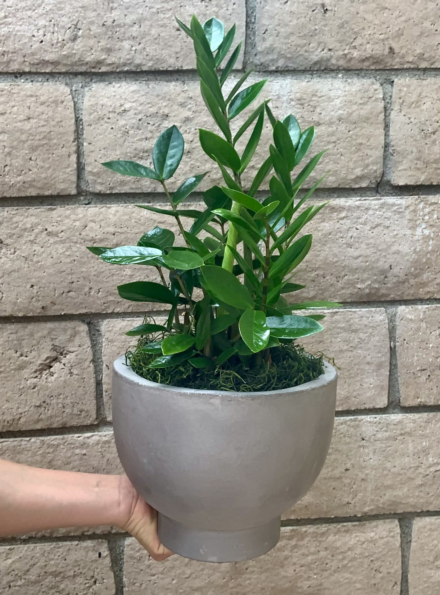 Zig Zag - A large and impressive gift of the very easy care ZZ Plant. Set in a footed cement container, finished with moss, the ZZ Plant is low water and low light friendly. Great for a large table or floor. An excellent gift or a treat for your own home!