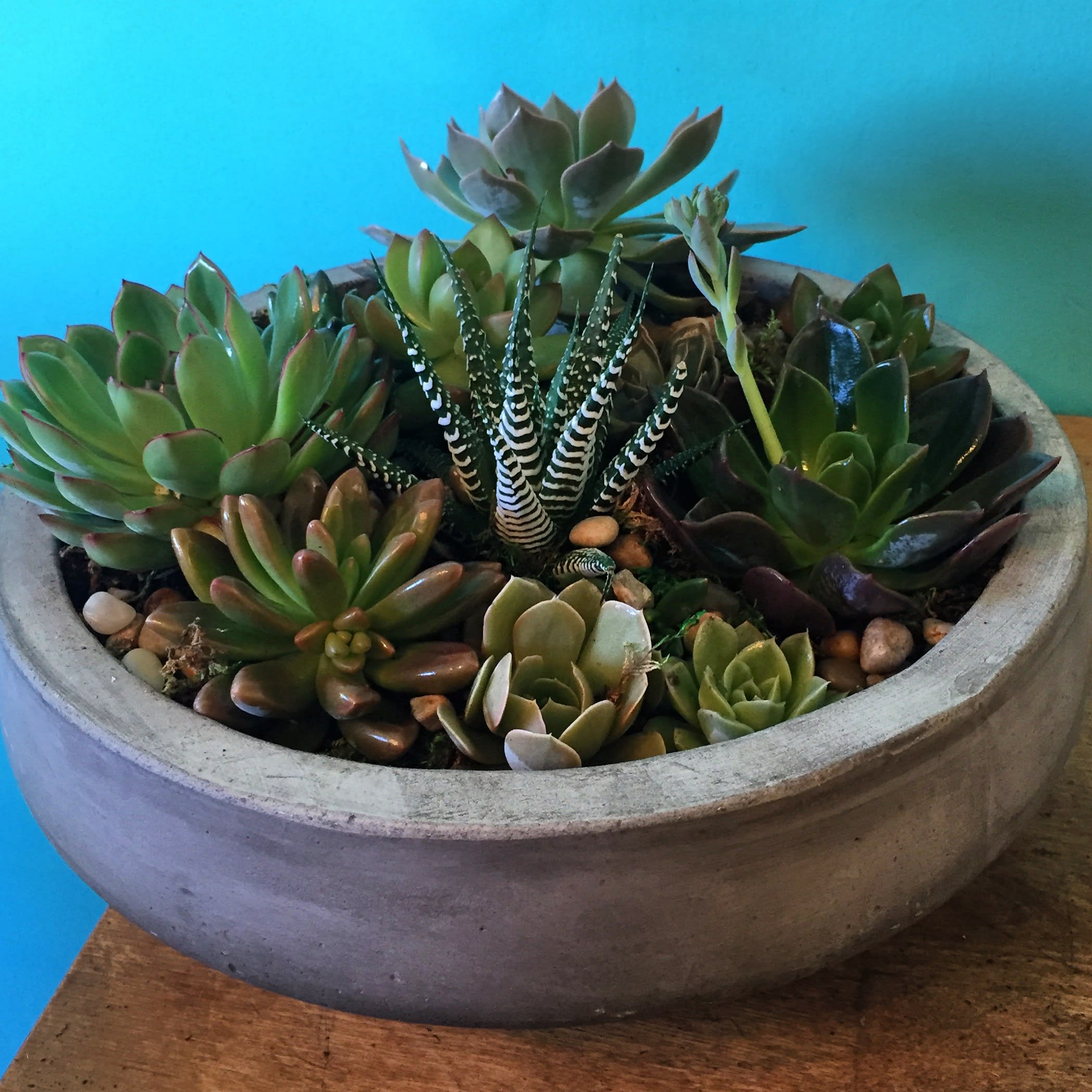 How Do You Do? - This is a stunning and large gift of thoughtfully arranged and curated mixed succulents finished with stones and moss all nestled into a low, open 13&quot; cement bowl. An excellent executive or house warming gift. 