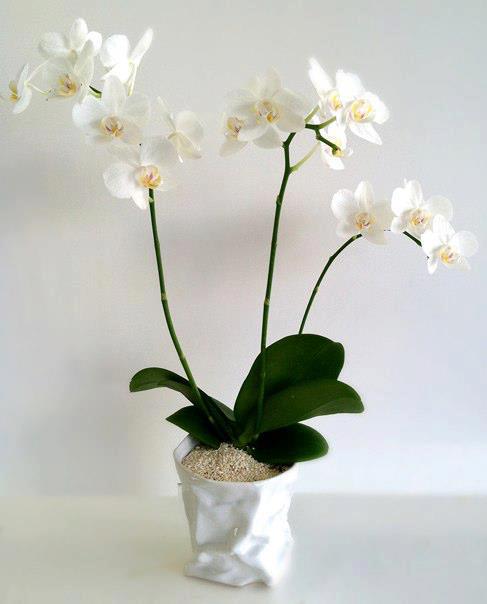 Mini White Orchids Hollywood Florist In Hollywood Ca Hollywood Florist