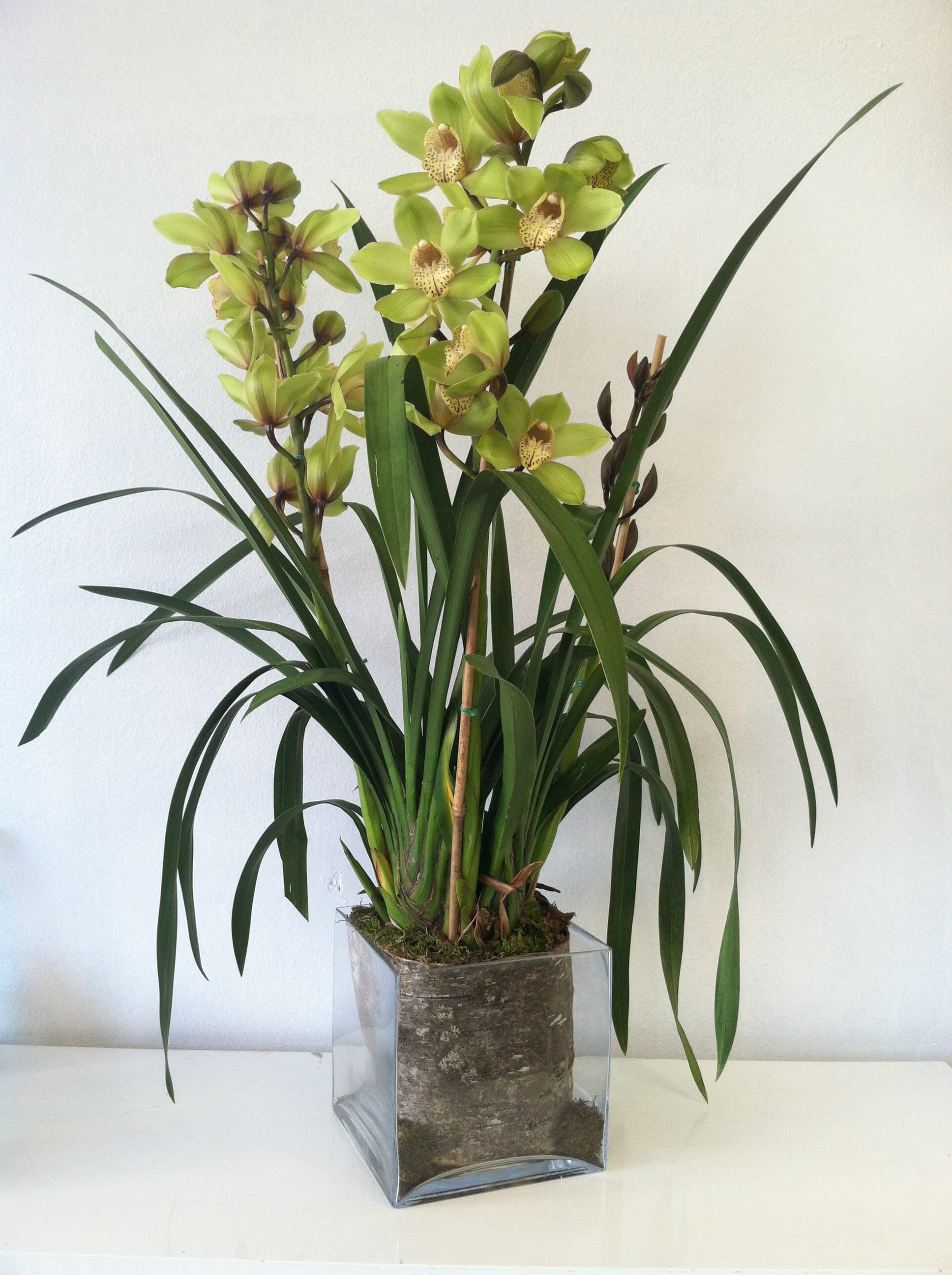 Green Orchid Plant My Beverly Hills Florist in Manhattan Beach, CA