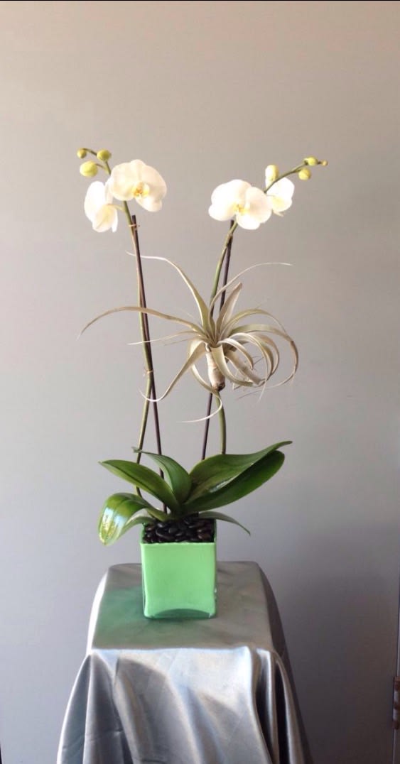 Octavia  - double white phalaenopsis plant with an air plant
