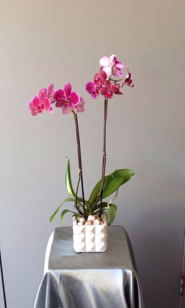 Louise - double purple phalaenopsis in a white ceramic container