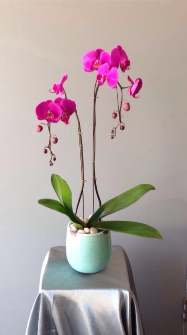 Magenta  - double purple phalaenopsis orchids in blue ceramic container