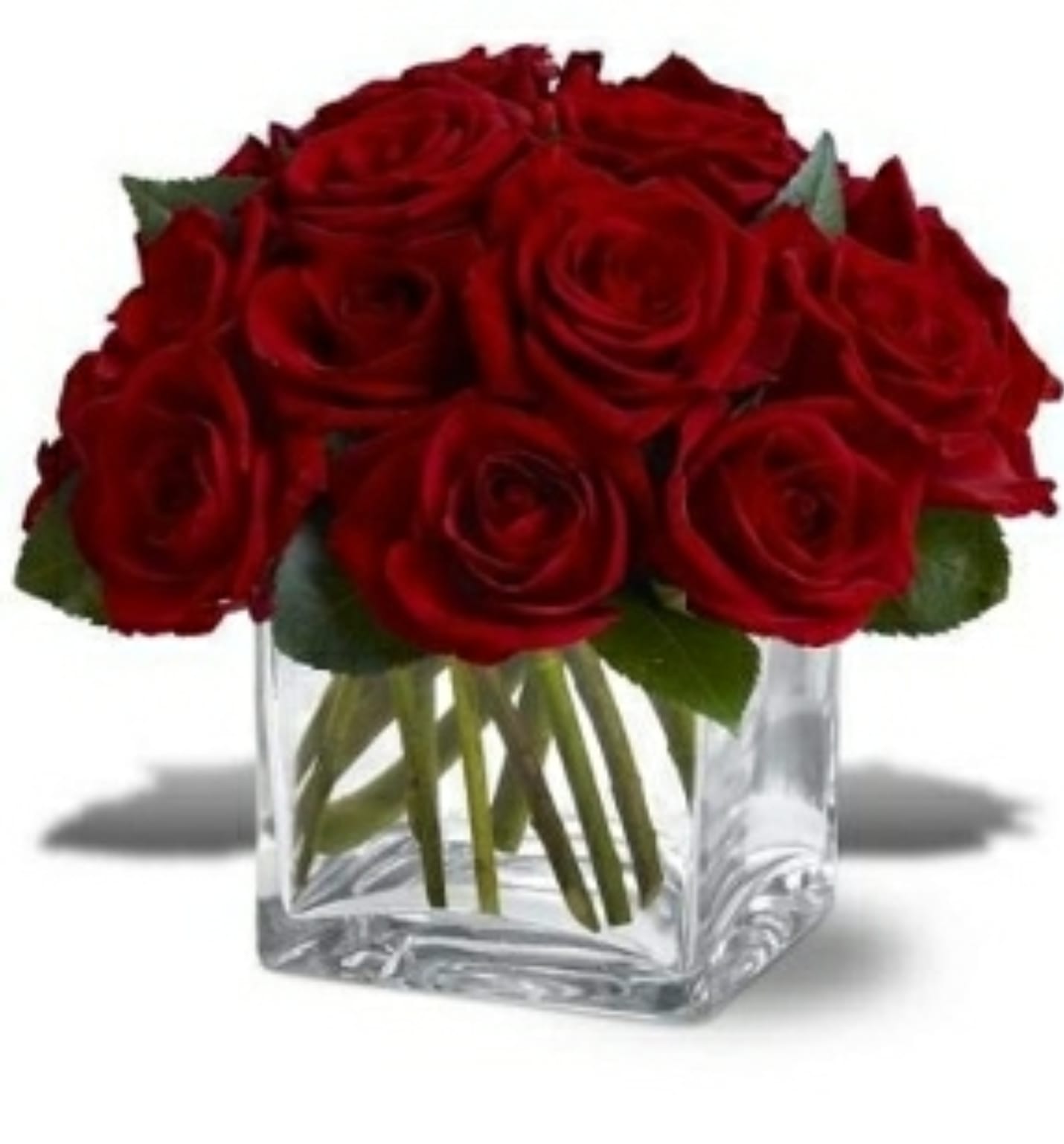 short and sweet - res roses