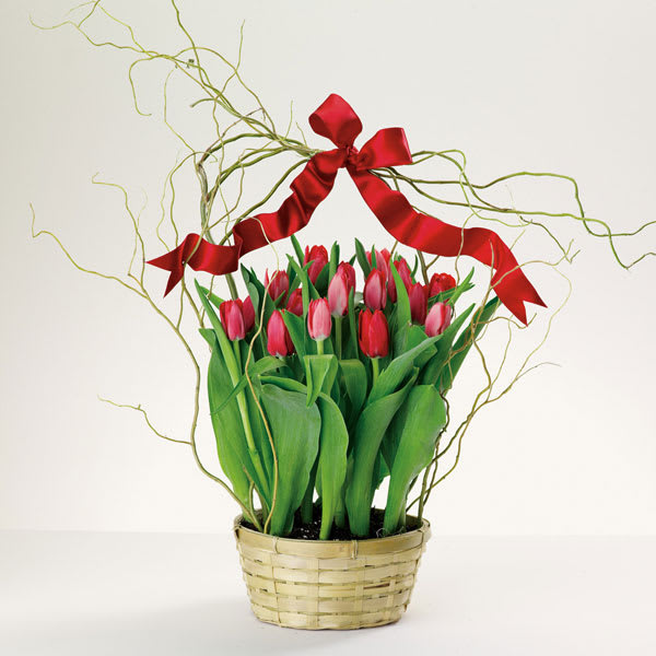 Totally Tulips Totally Tulips - Curly willow and festive ribbon set off this Totally Tulips dish garden planter.