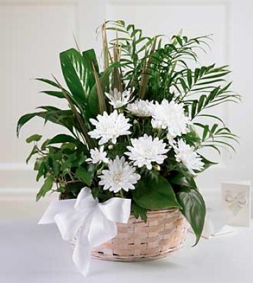 Peaceful Garden Basket Peaceful Garden Basket - This living expression of your sympathies will be treasured. An assortment of blooming and green plants such as chrysanthemum, peace lily, palm and philodendron arrive in a bamboo basket trimmed with a bow. Item # S36-4227
