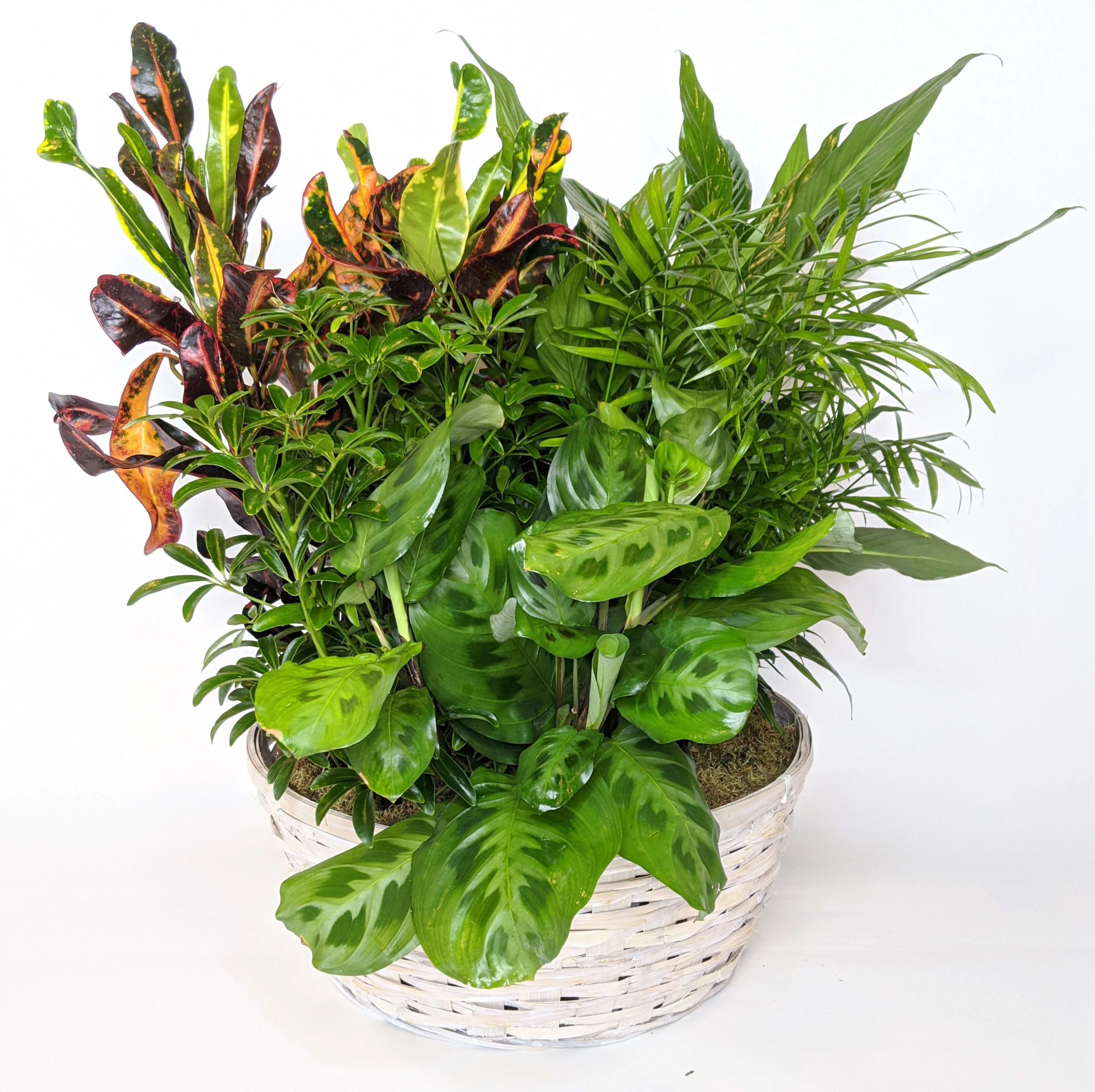 Large Dish Garden Large Dish Garden - A beautiful garden filled with some of our favorite houseplants! All dish gardens get our stunning fresh cut flowers added to them. The perfect gift to send to your loved one to let them know you're thinking of them.