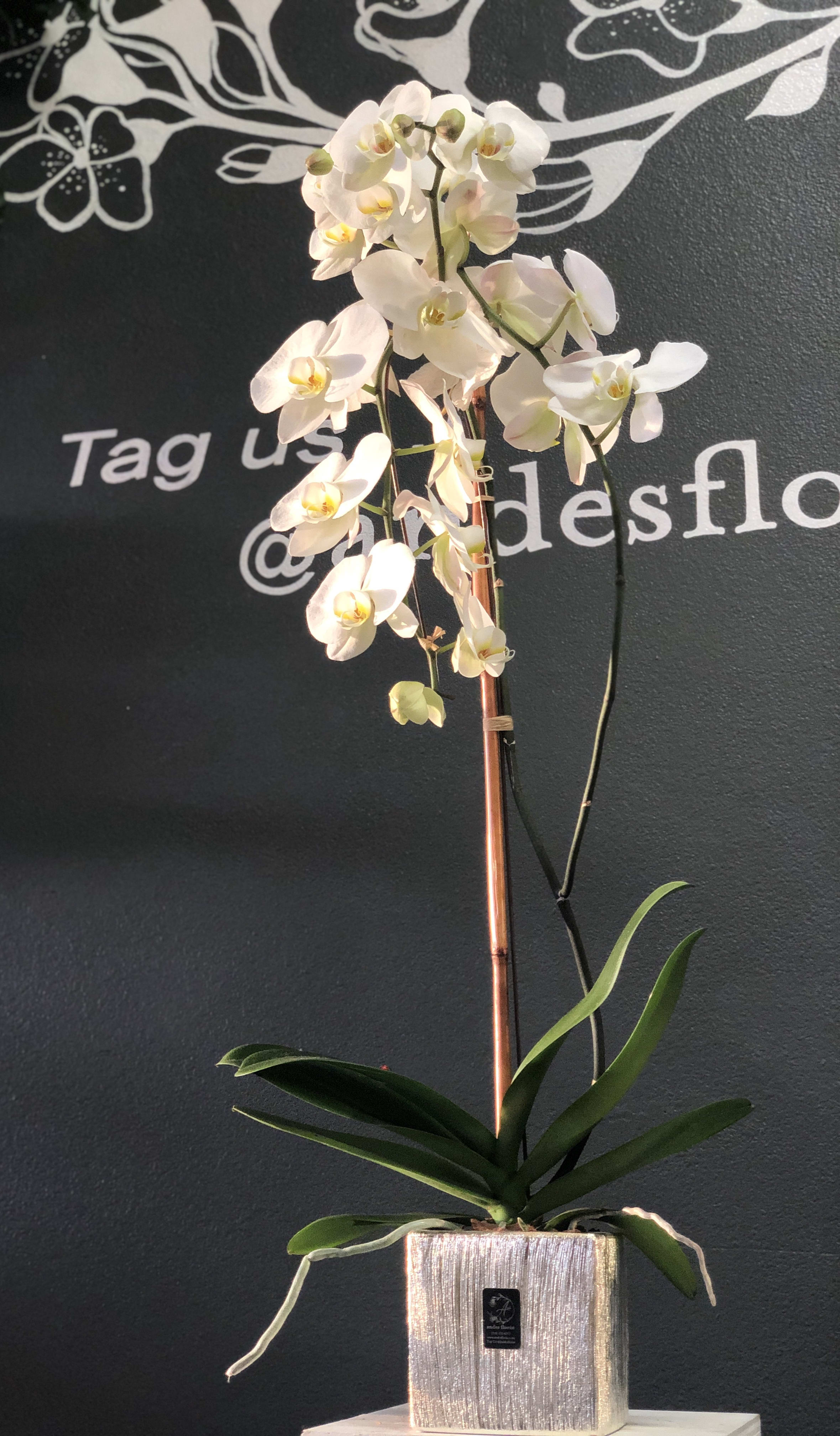 Potted Phalaenopsis Orchid in Torrance, CA Andes Florist
