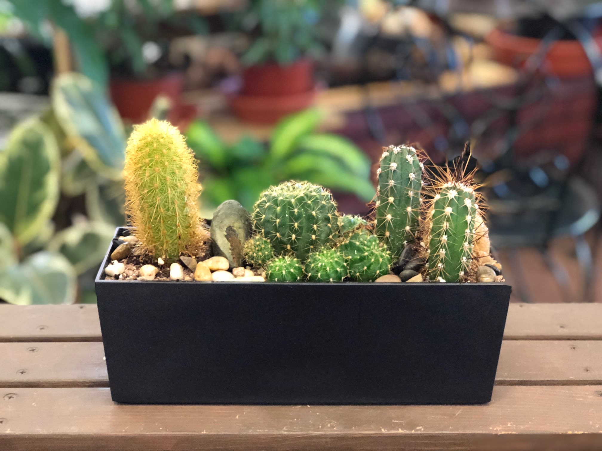 Cactus Garden in Las Vegas, NV English Garden Florist, Las Vegas