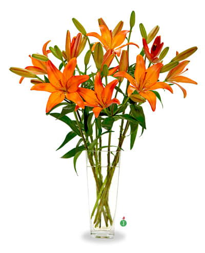 Lovely Lilies - Long-stemmed orange lilies, simply arranged in a clear glass vase, create a vivid presentation that will add a spot of color to any room. A lovely choice as a get well gift, a thank you offering, or for a business associate.