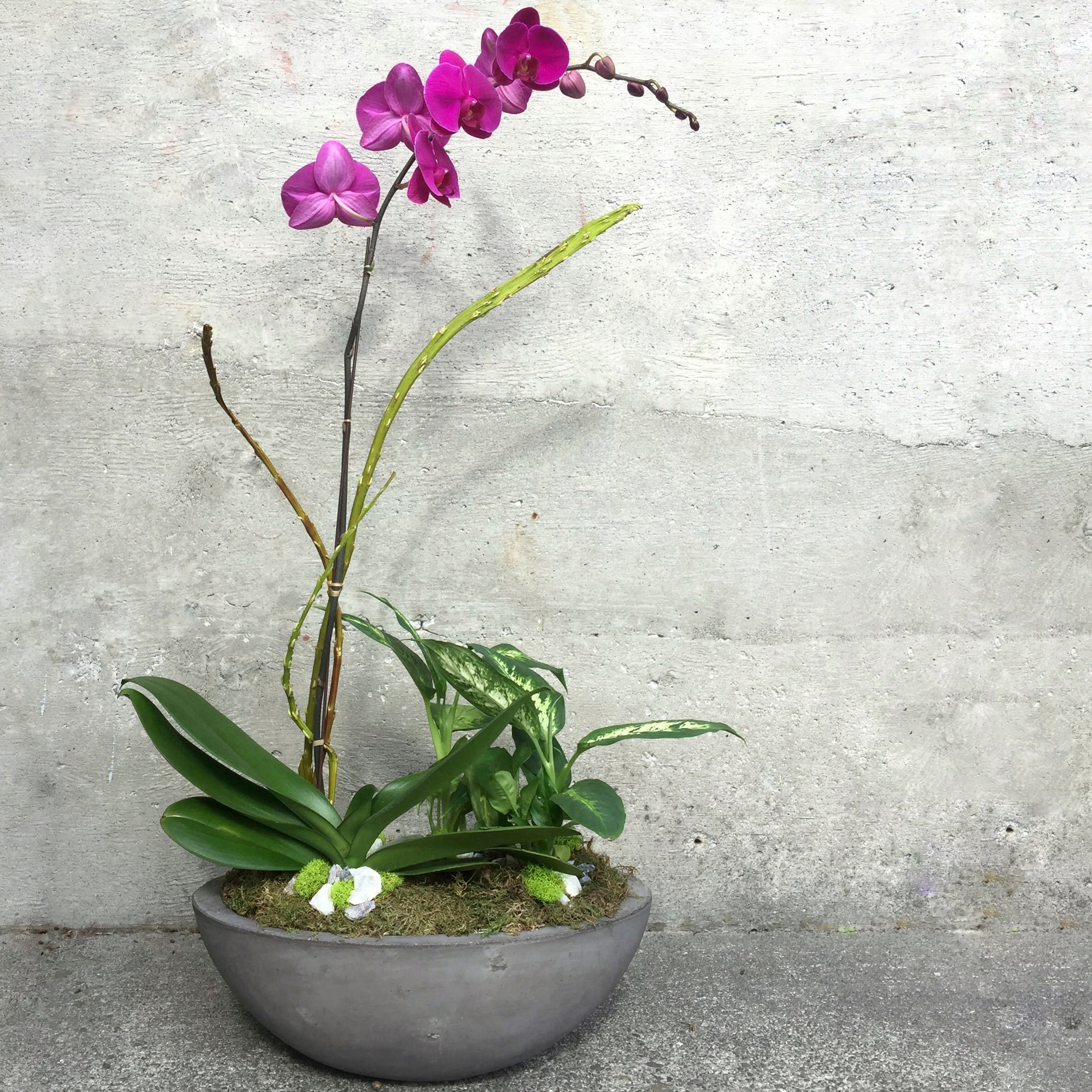 Color Phalaenopsis Orchid with Green Plants by Fiori Floral Design