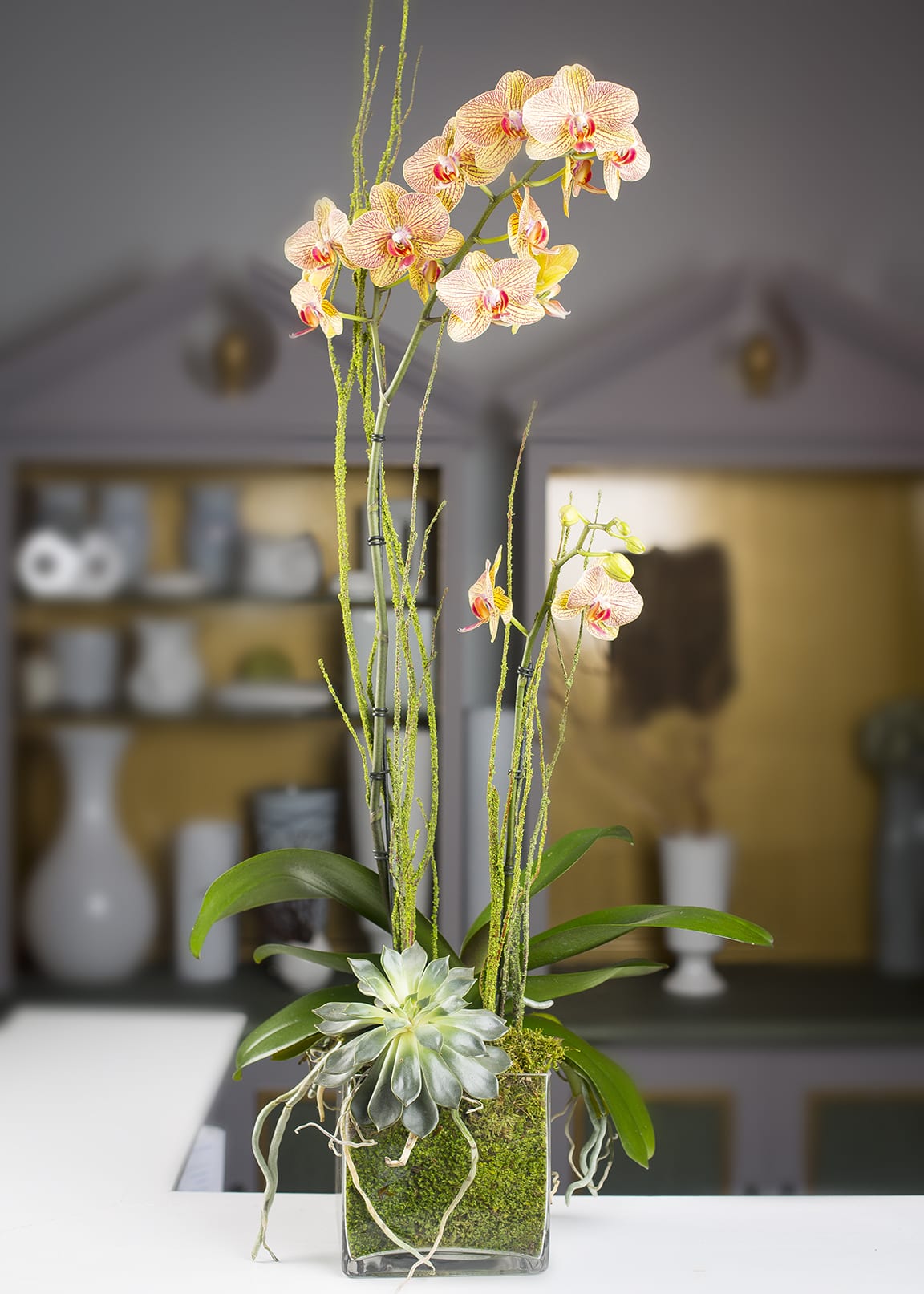 Double Cube - Double bi-colored orchids with succulent in a moss lined glass cube.