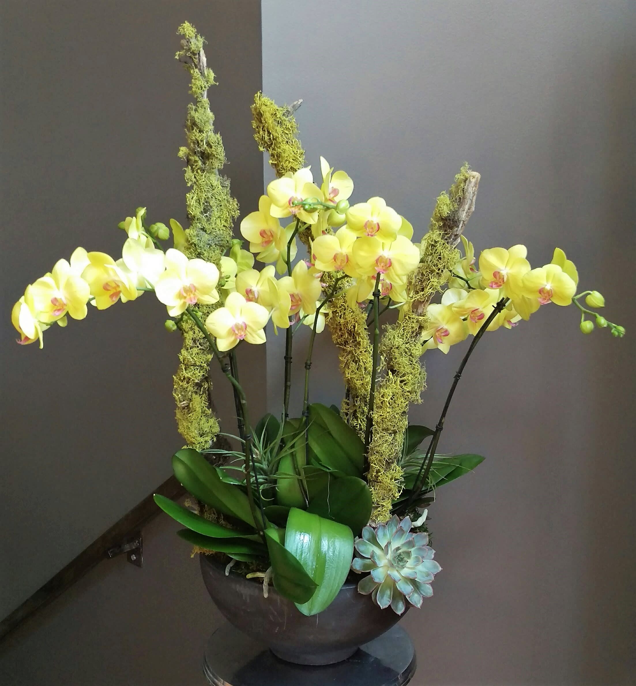 Mossy  - Orchid plants, airplant &amp; succulent with moss branches in a concrete container