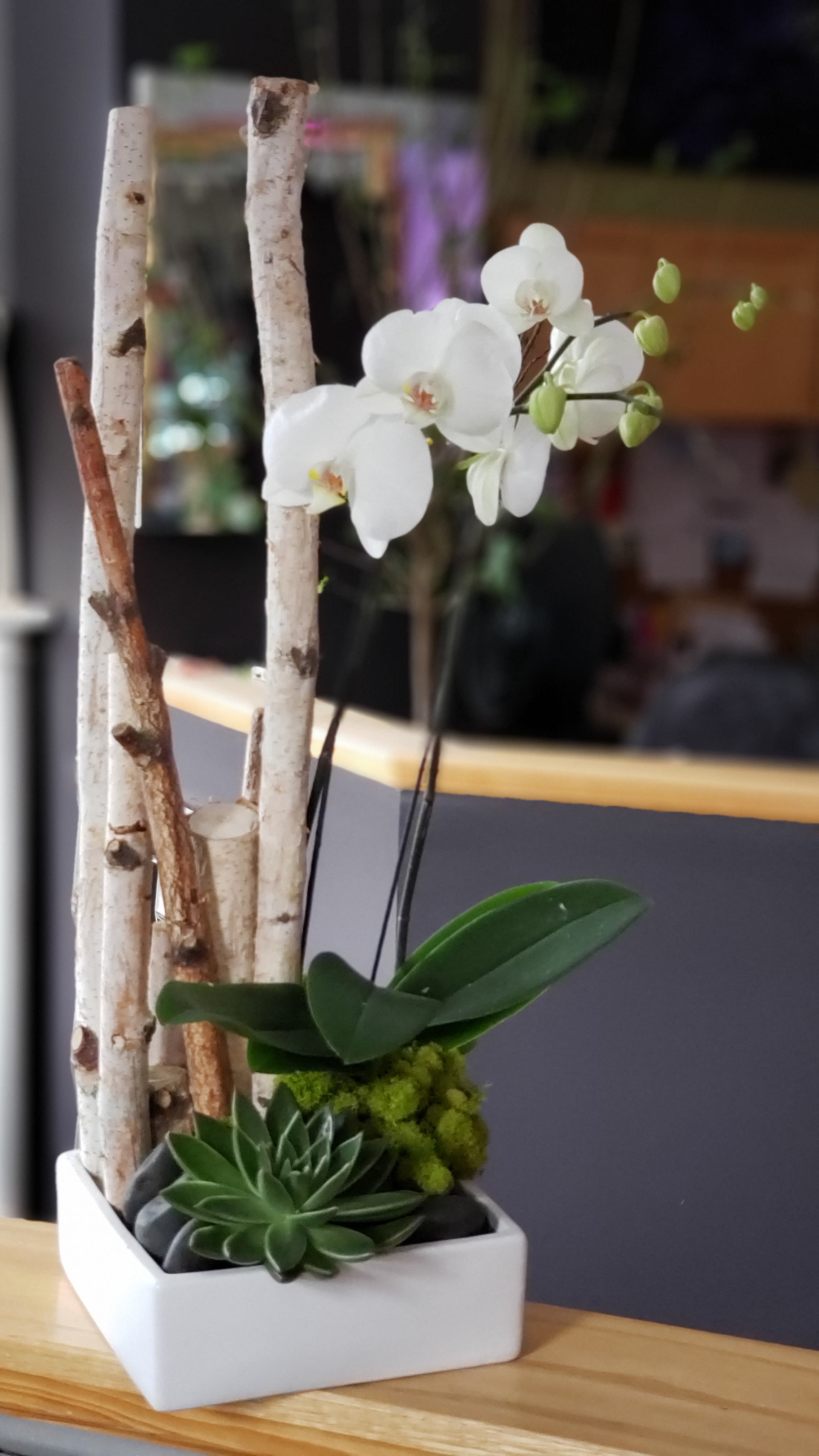 Zen Birch - Double white orchids, birch logs, black rocks with a succulent in a low white ceramic container.