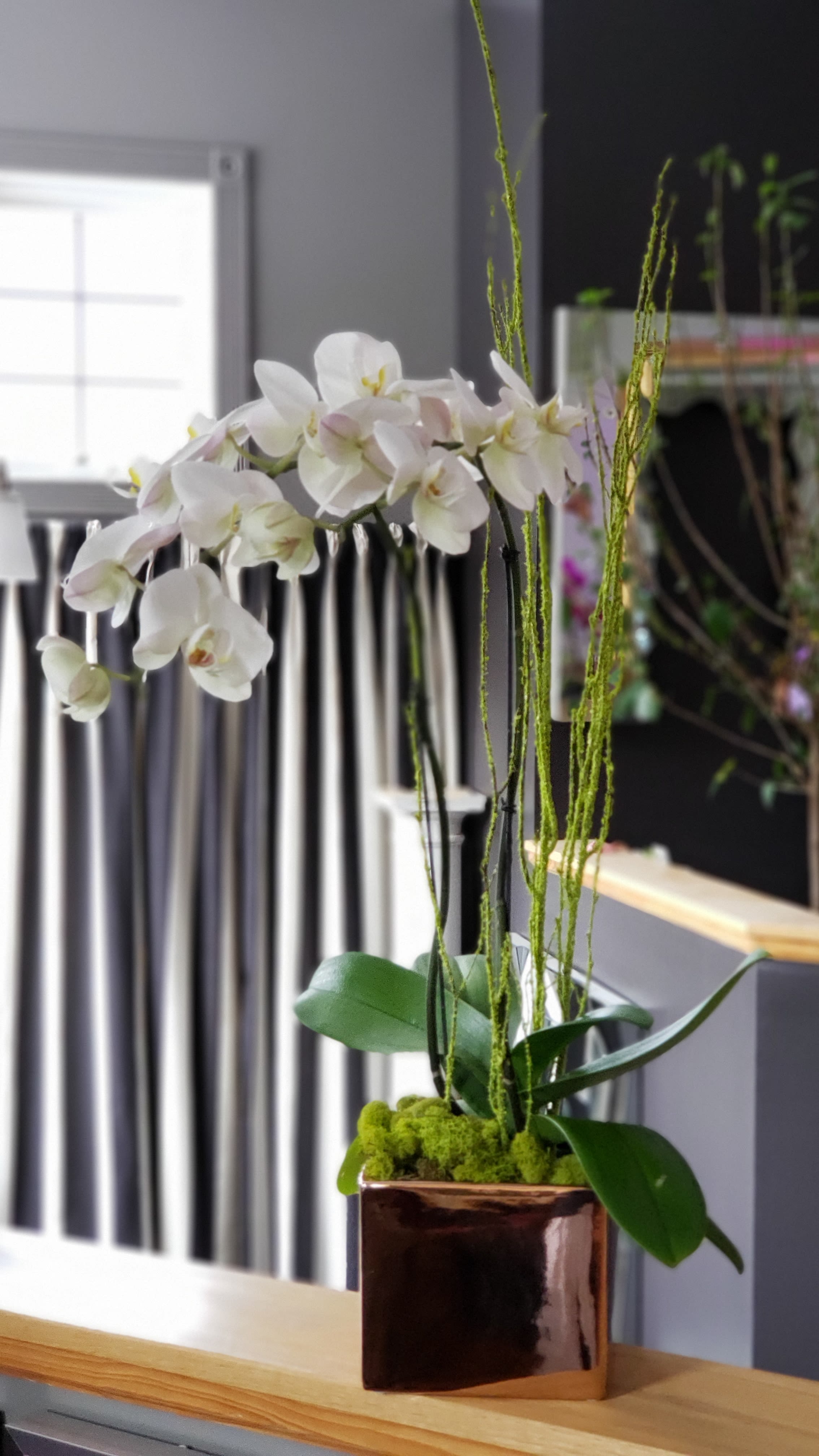 Rosie Phalaenopsis - Double white orchid with moss branches in a rose gold chrome container.