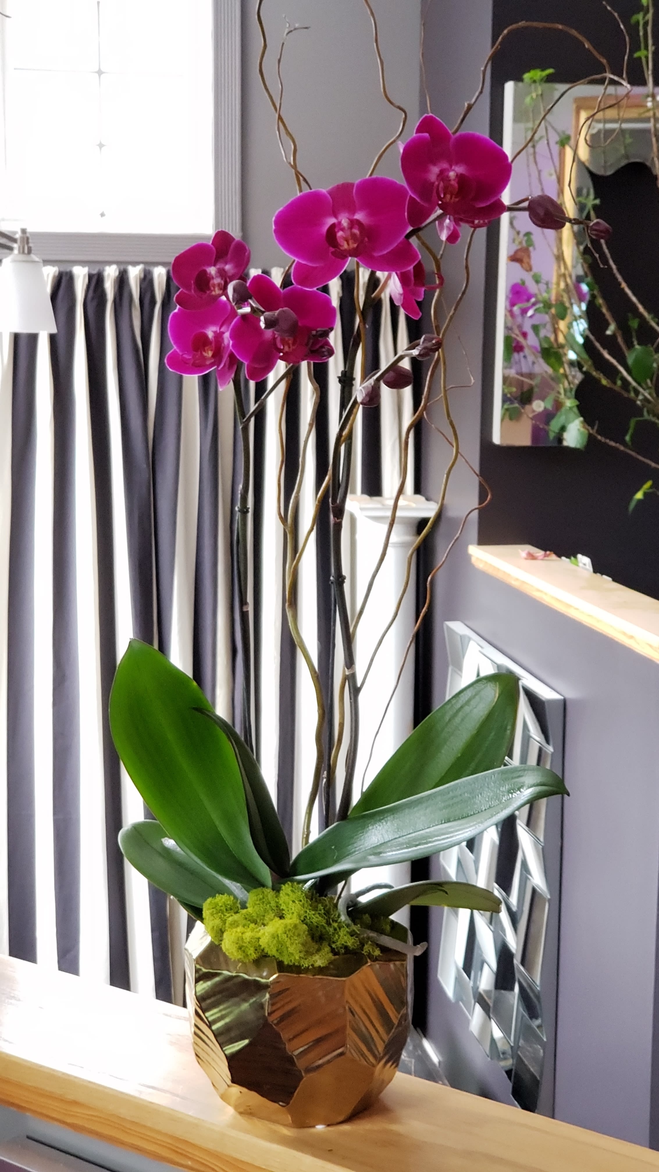 24K Phalaenopsis - Double phalaenopsis with curly willow in a gold container.