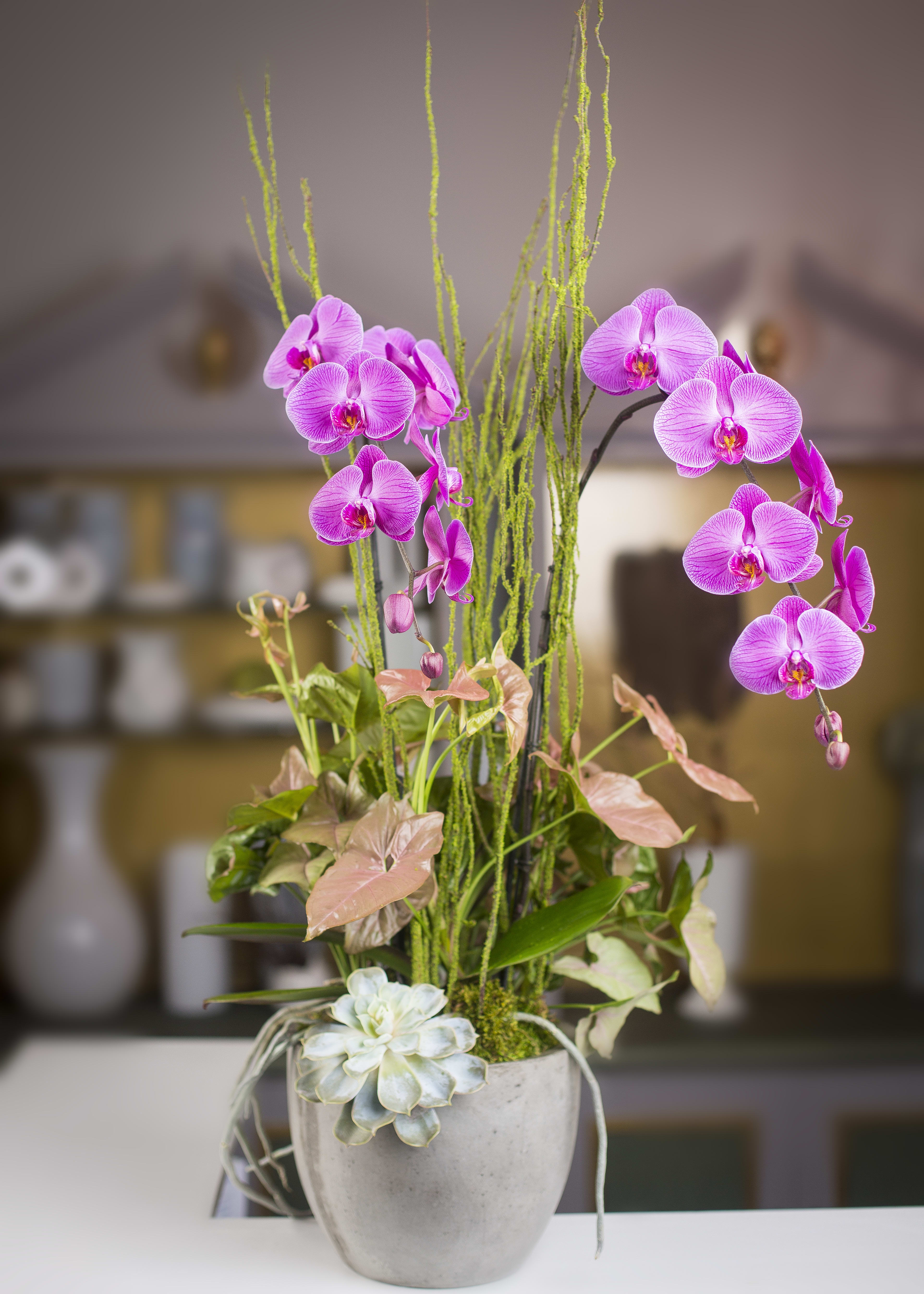 C Phalaenopsis  - Double Phalaenopsis, foliage, moss branches &amp; succulent in a cement container. 