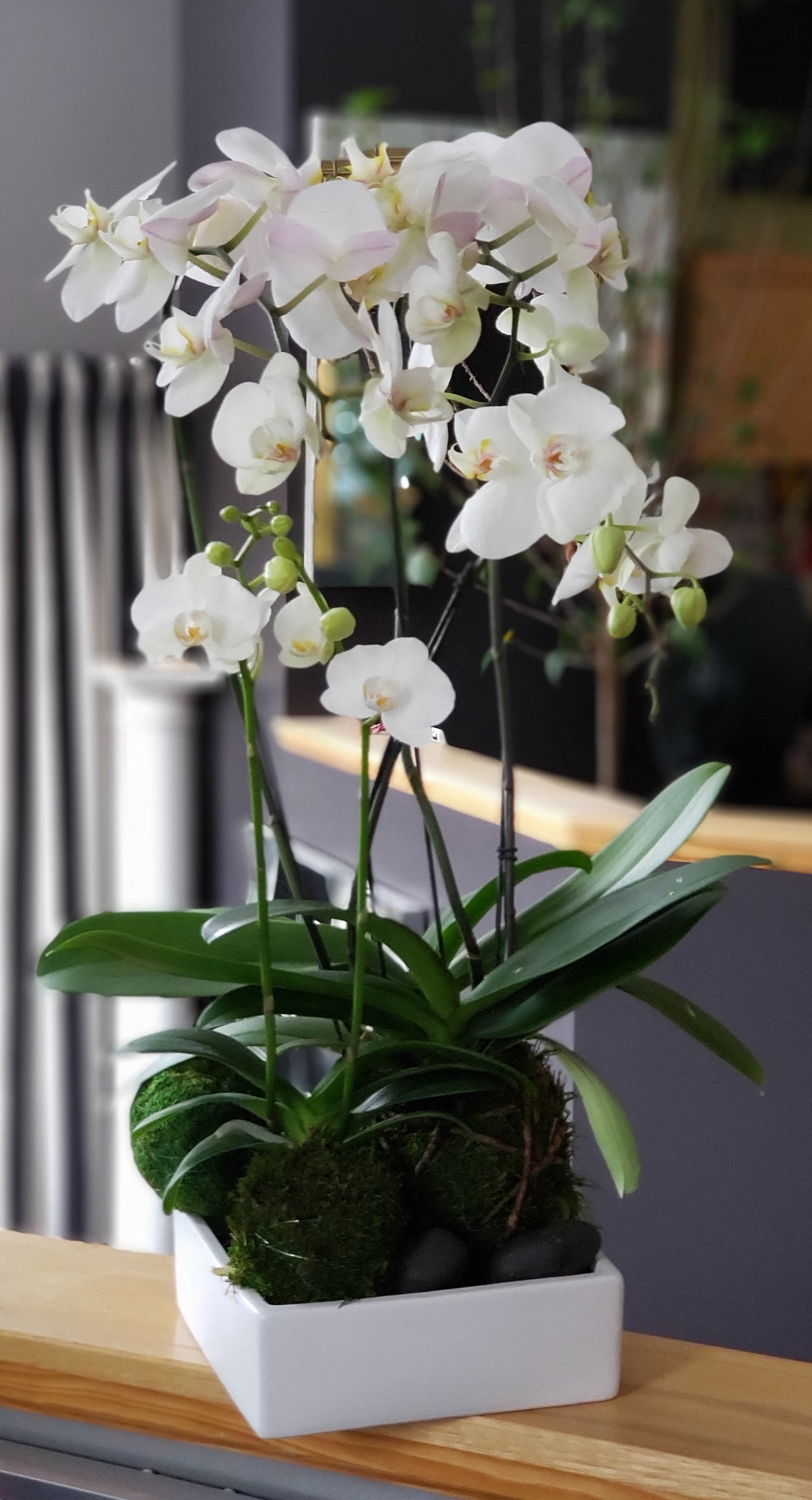 Kokedama Phalaenopsis - White phalaenopsis wrapped in moss with black rocks in a low white square ceramic container.