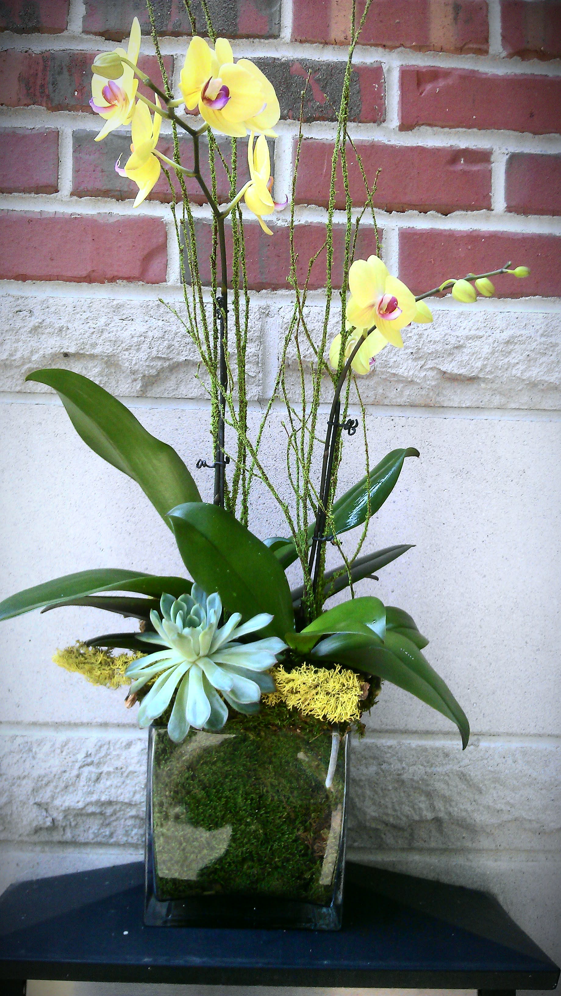 Sunshine Cube - Double yellow phalaenopsis, moss log, branches &amp; succulent in a moss lined glass cube.