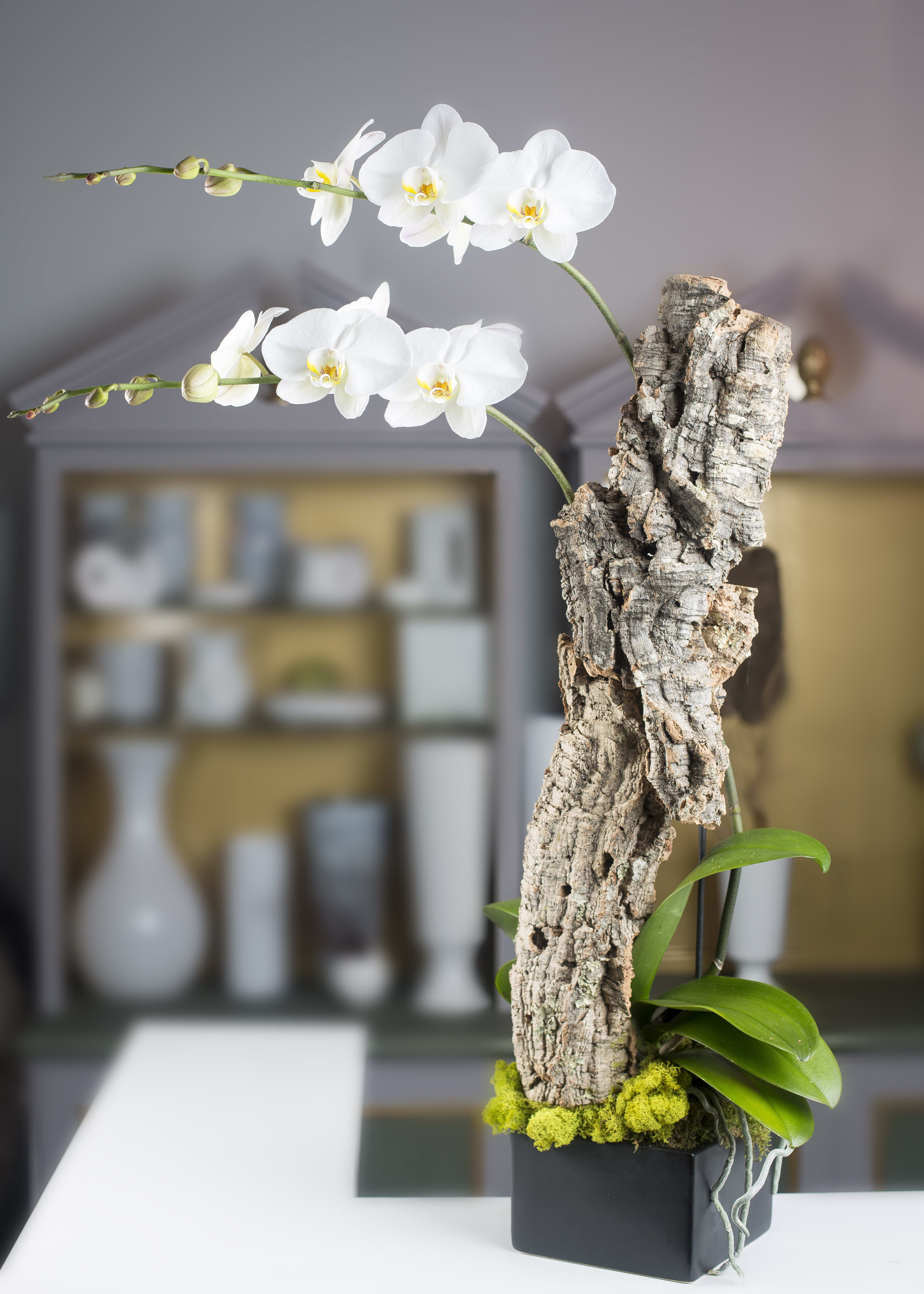 Cork Phalaenopsis  - Double phalaenopsis with a cork log in a  square black ceramic container.