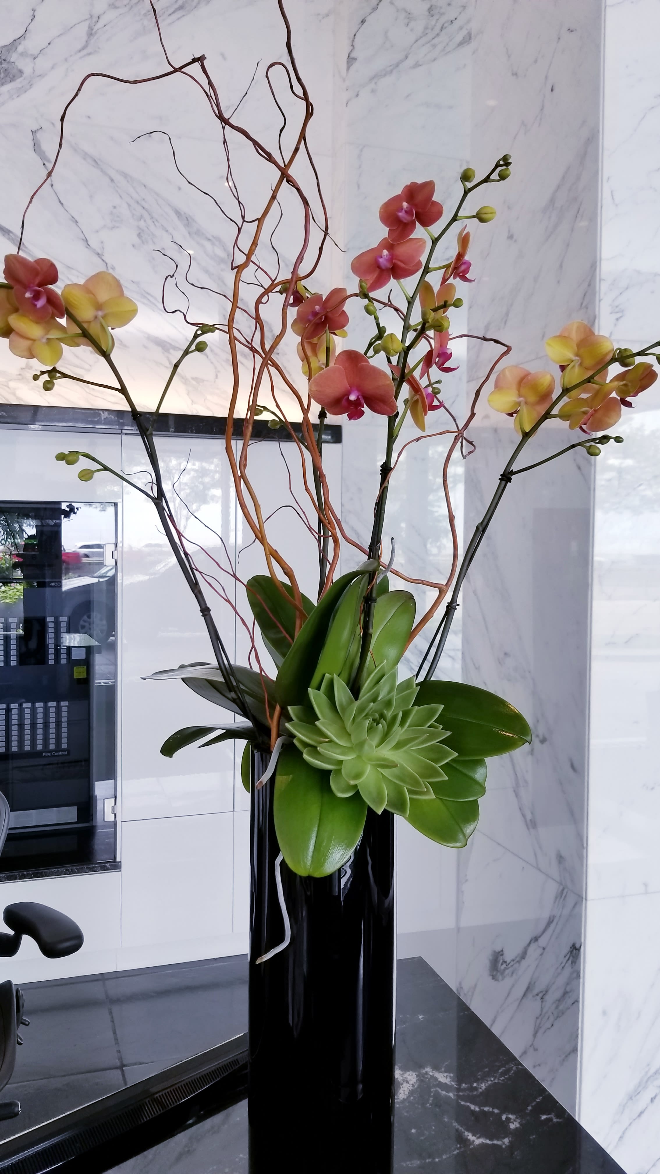 1300 Sunset - Phalaenopsis plants &amp; succulent with curly willow in a tall black glass cylinder.