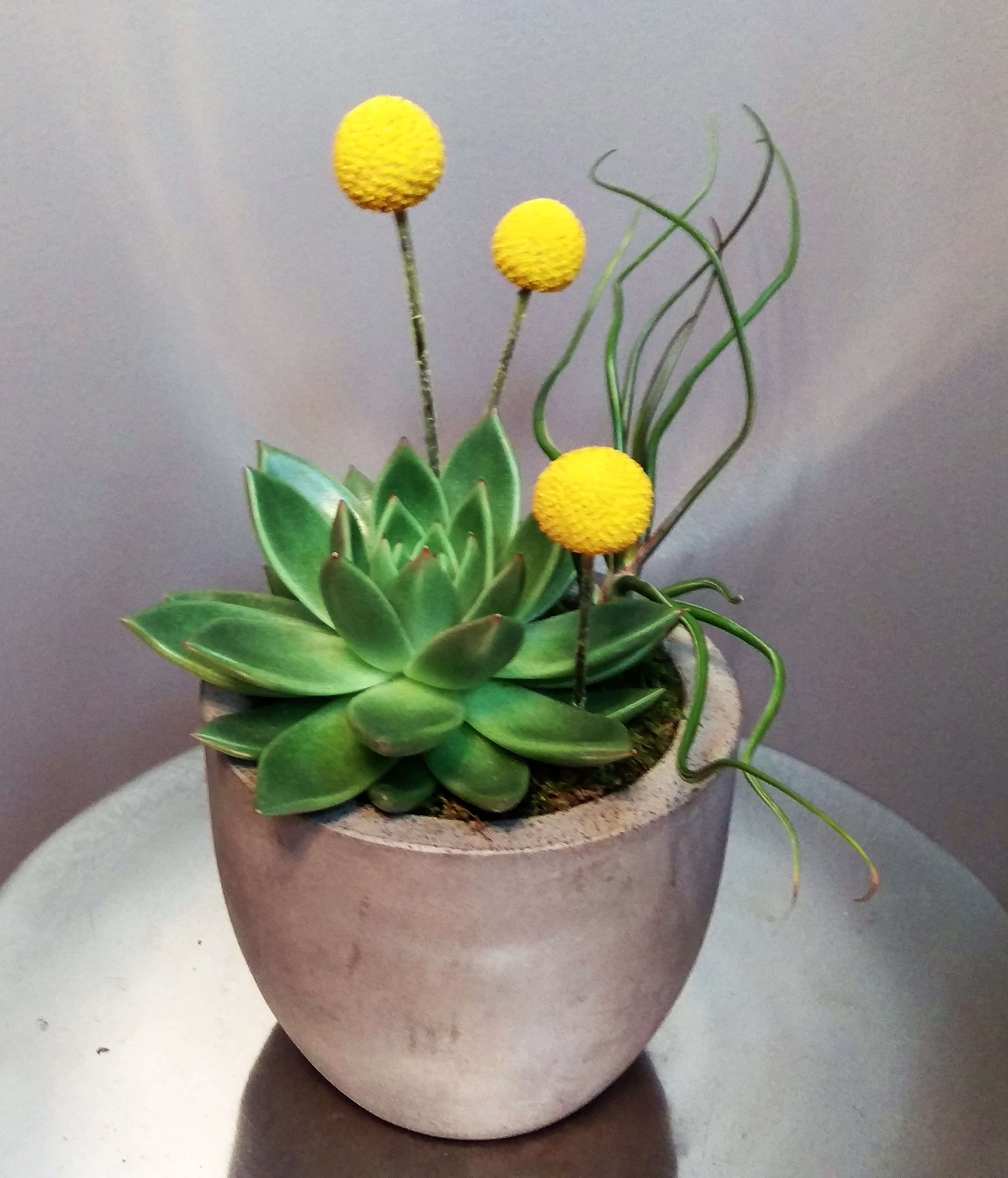Urban Bill - Succulent, air plants, billy balls in a concrete container
