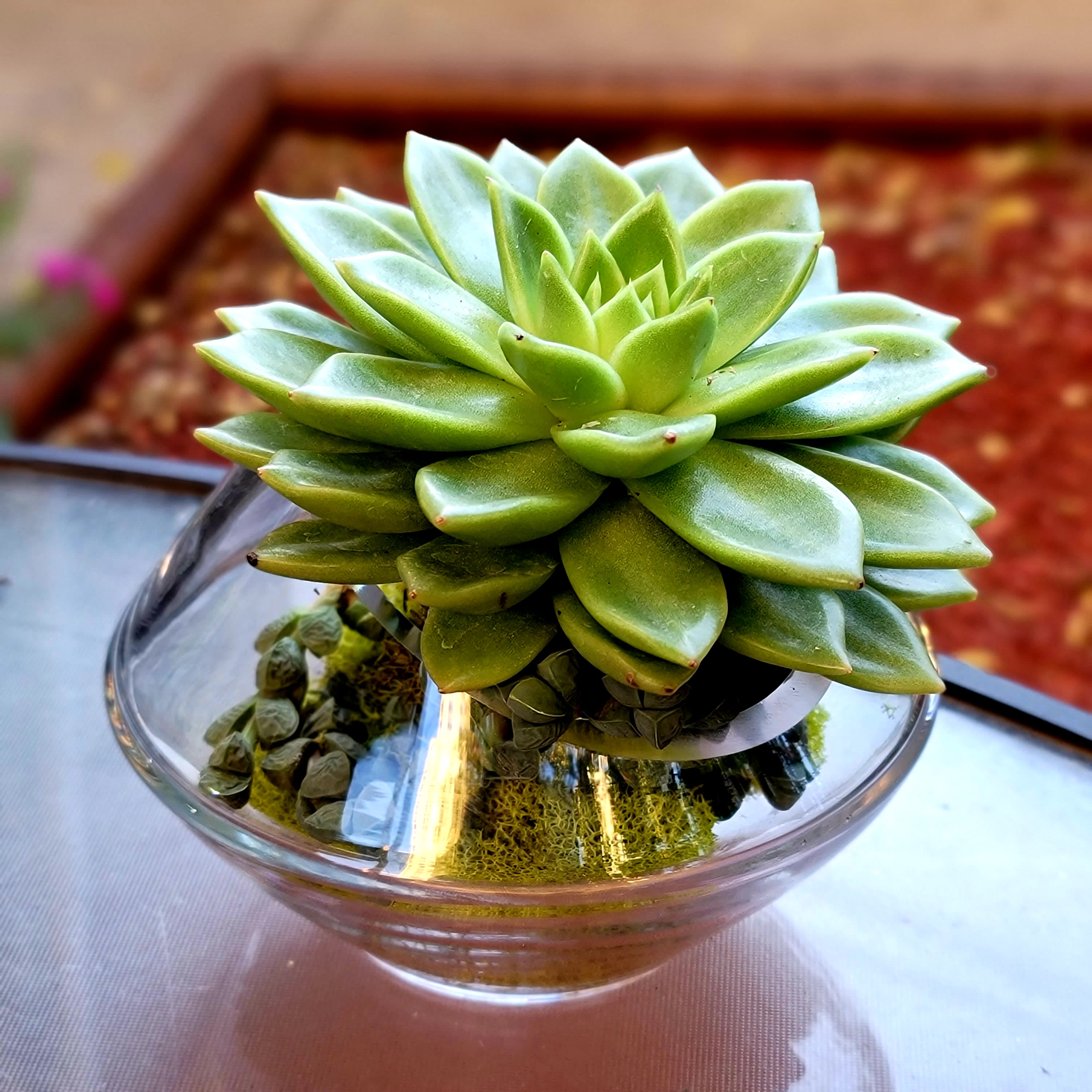 UFO - Succulent with moss in a round glass container. 