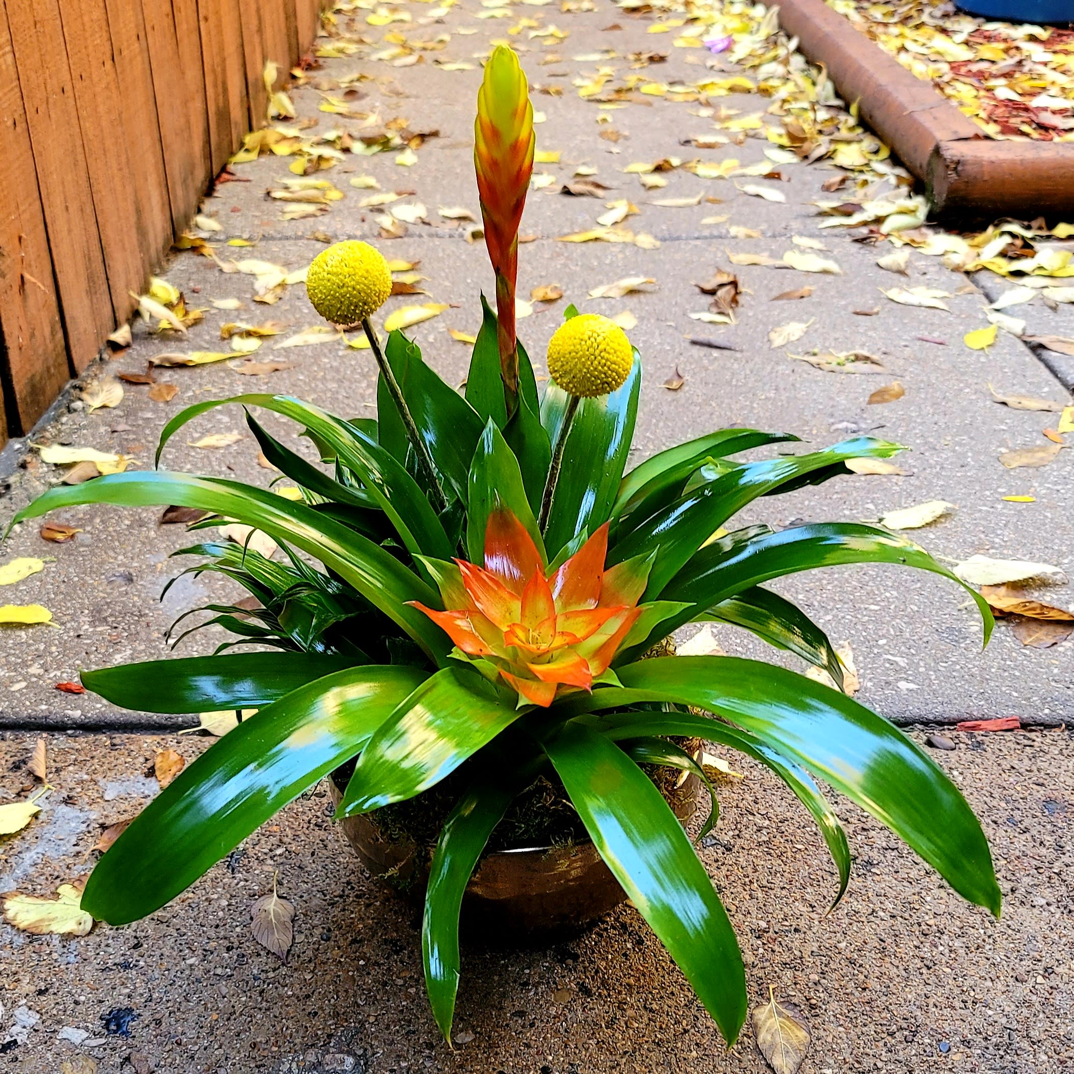 Bowlliad  - Assorted bromeliads in a round bronze bowl.