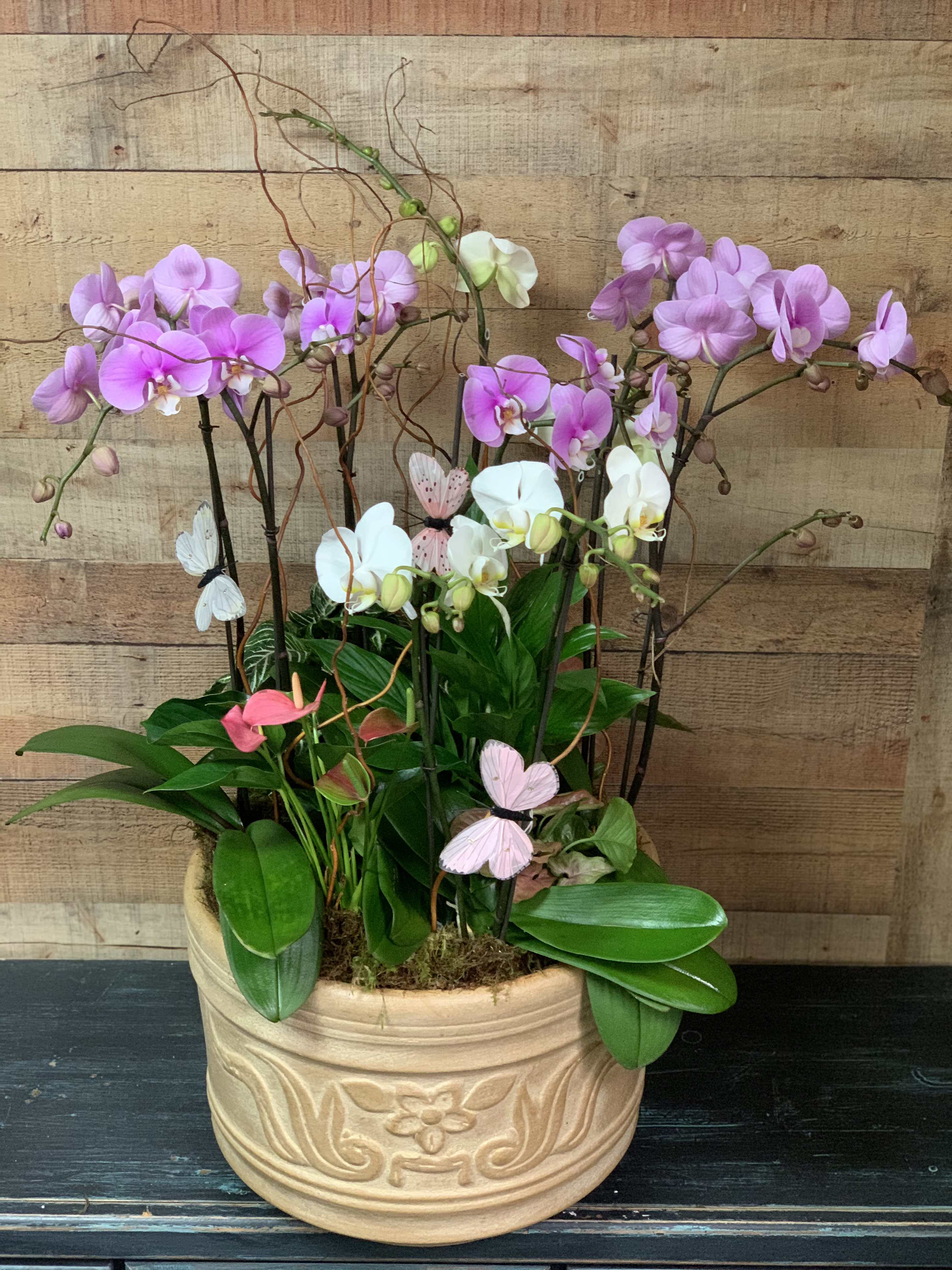 Orchid Garden - Beautiful phalaenopsis orchids arranged with green plants in a Pot.  Colors of orchids and container may vary due to availability. If you would like to request a certain color of orchids or containers please put in special instructions and we will contact you.  